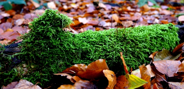 Vrijbos-Houthulst-Herfst-2012