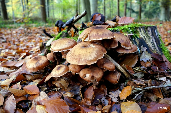 Vrijbos-Houthulst-Herfst-2012