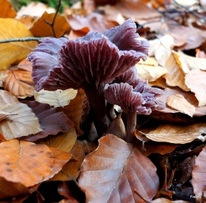 Vrijbos-Houthulst-Herfst-2012