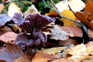 Vrijbos-Houthulst-Herfst-2012