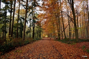 Vrijbos-Houthulst-Herfst-2012