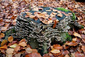 Vrijbos-Houthulst-Herfst-2012