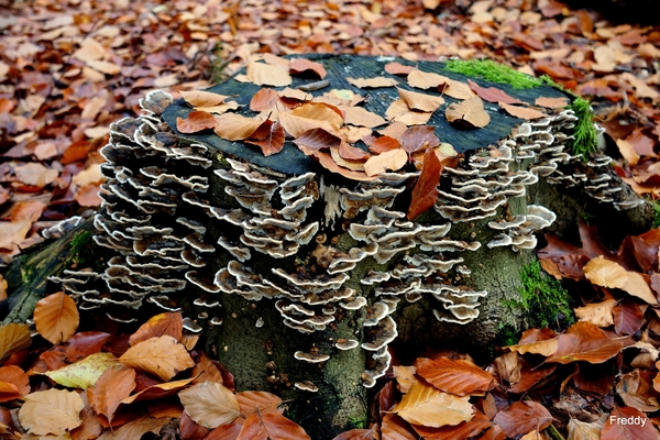 Vrijbos-Houthulst-Herfst-2012