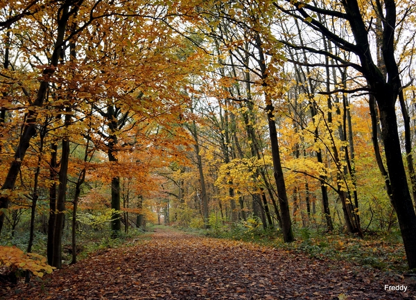 Vrijbos-Houthulst-Herfst-2012