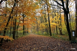 Vrijbos-Houthulst-Herfst-2012