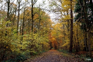 Vrijbos-Houthulst-Herfst-2012