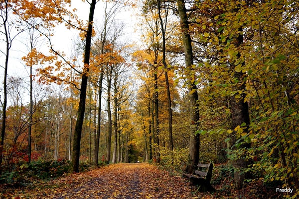 Vrijbos-Houthulst-Herfst-2012