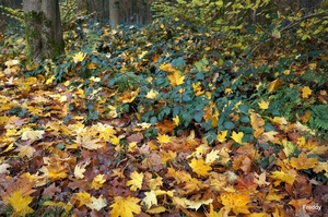 Vrijbos-Houthulst-Herfst-2012