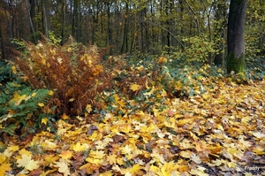 Vrijbos-Houthulst-Herfst-2012