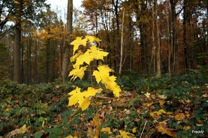 Vrijbos-Houthulst-Herfst-2012