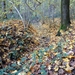 Vrijbos-Houthulst-Herfst-2012