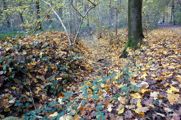 Vrijbos-Houthulst-Herfst-2012