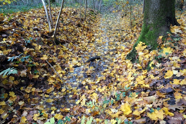 Vrijbos-Houthulst-Herfst-2012