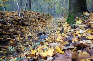 Vrijbos-Houthulst-Herfst-2012