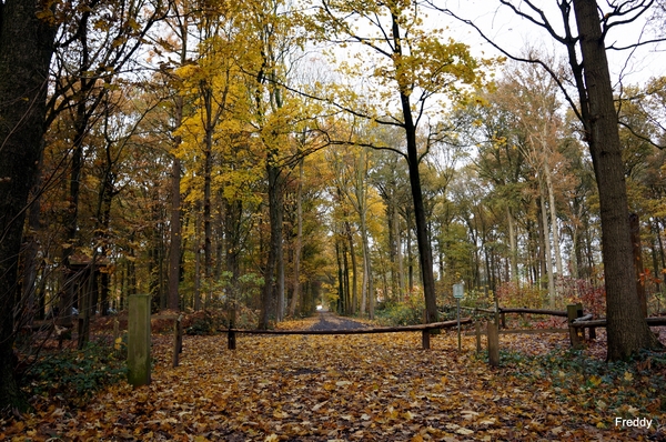 Vrijbos-Houthulst-Herfst-2012