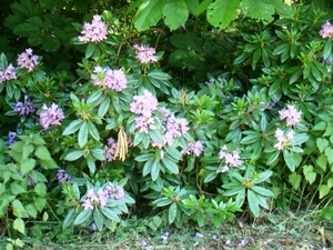 WOLVENHOF MEI 2011 039