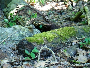 WOLVENHOF MEI 2011 050