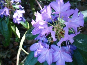 WOLVENHOF MEI 2011 059