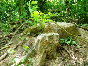 WOLVENHOF MEI 2011 062