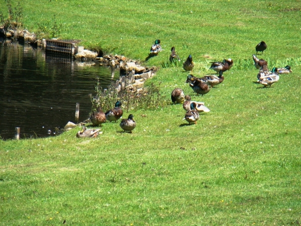 WOLVENHOF MEI 2011 074