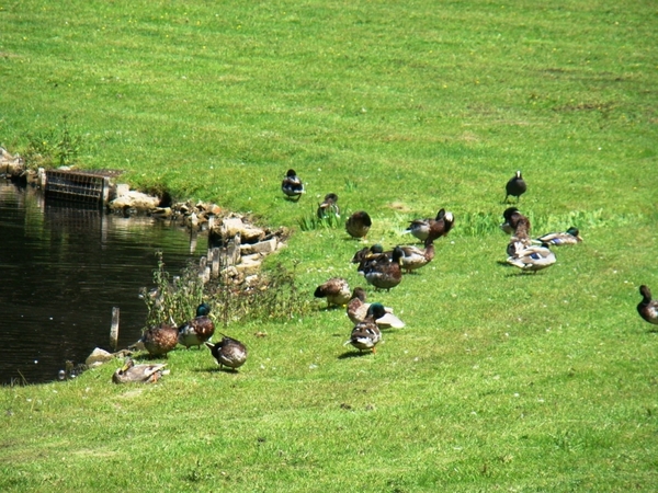 WOLVENHOF MEI 2011 075