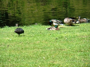 WOLVENHOF MEI 2011 084