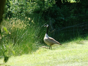 WOLVENHOF MEI 2011 128