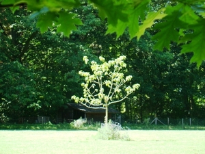 WOLVENHOF MEI 2011 129