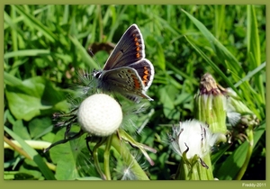 Bruin Blauwtje