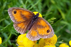 Oranje Zandoogje