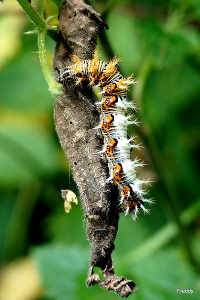 Tweekleurige Parlemoervlinder-rups