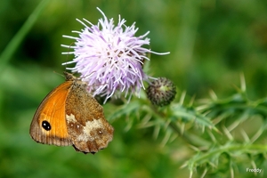 Oranje Zandoogje