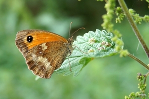 Oranje Zandoogje