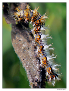 rups-parelmoervlinder