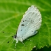 Blauwtje