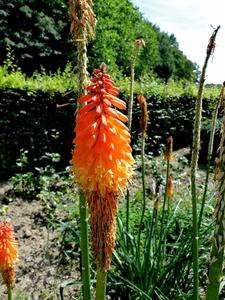 Poperinge-De LOVIE-Vlindertuintje- 17-8-2013