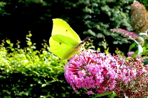 Citroenvlinder