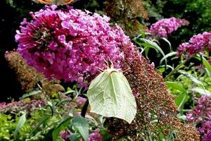 Citroenvlinder