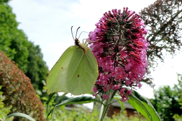 Citroenvlinder