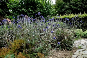 Poperinge-De LOVIE-Vlindertuintje- 17-8-2013