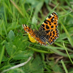 Landkaartje 17-5-2017