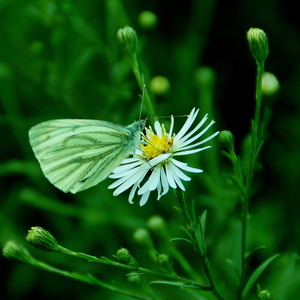 geaderd witje