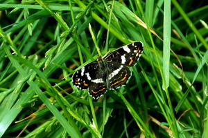 Landkaartje