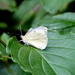 Geaders witje-5-7-2025