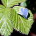 Blauwke