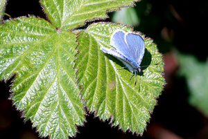 Blauwke
