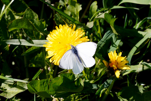 Witje