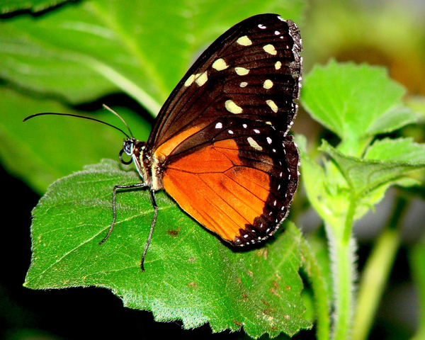 Vlinder;vlindertuin