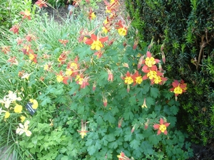 SIssinghurst