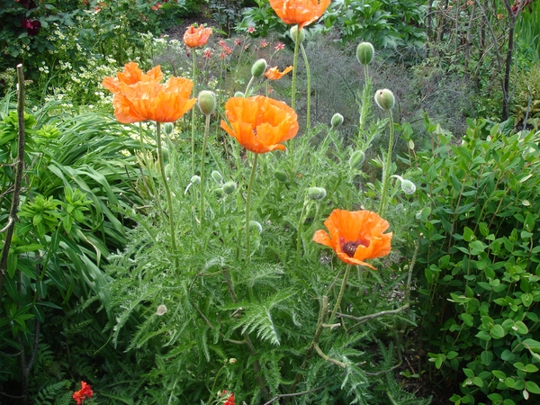 SIssinghurst